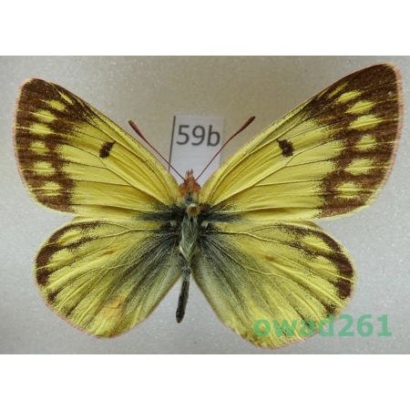 Colias ladakensis C. Felder, 1865 China59b